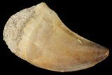 Mosasaur (Prognathodon) Tooth - Morocco #101064-1